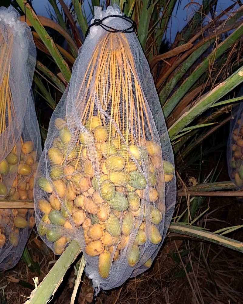 Grappes de Majhoul sur le palmier — photo réelle de nos palmeraies